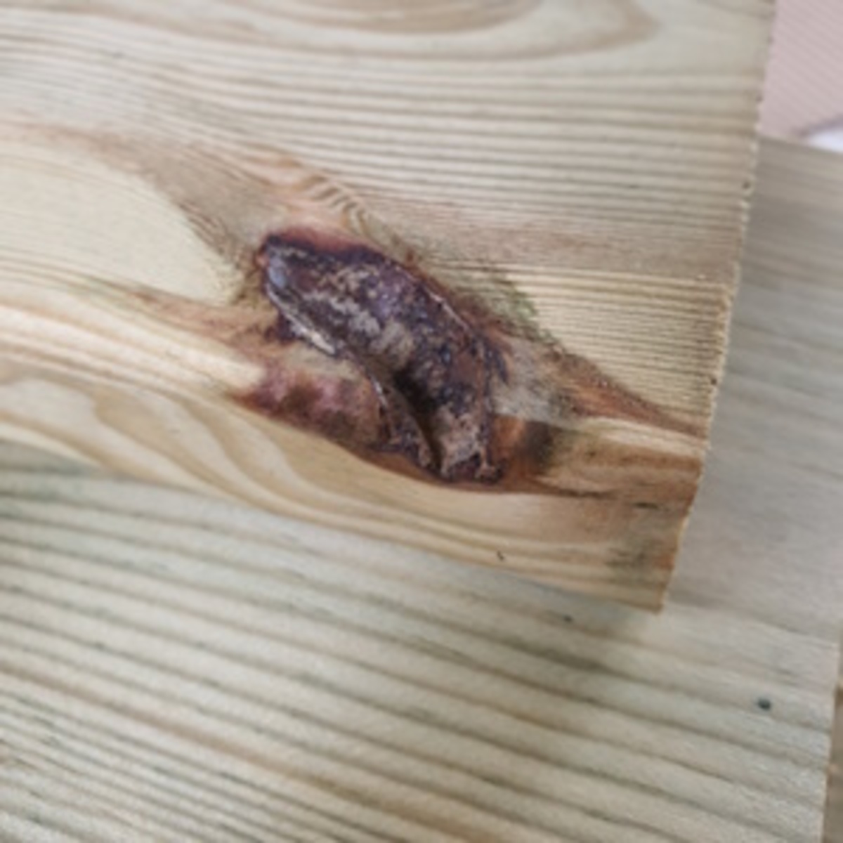 Kleine dode knoest in geimpregneerd naaldhout