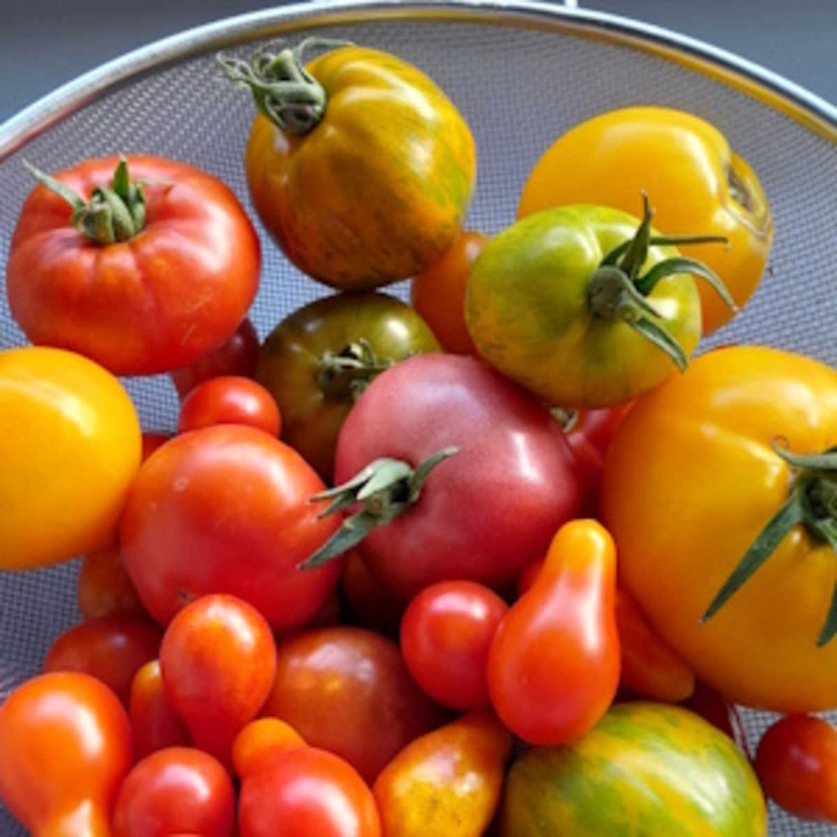 Les dernières tomates de l'année